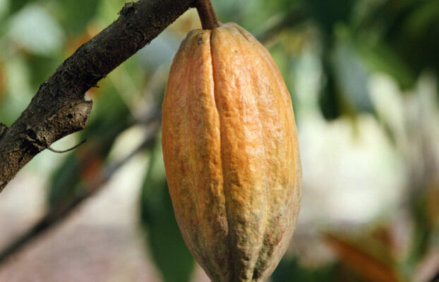 Cacao 622x400 - Home