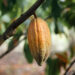 Cacao 75x75 - ECOMÚN Y ACCIÓN CONTRA EL HAMBRE: UNA ALIANZA PARA LA PAZ Y EL FORTALECIMIENTO DE LOS TERRITORIOS