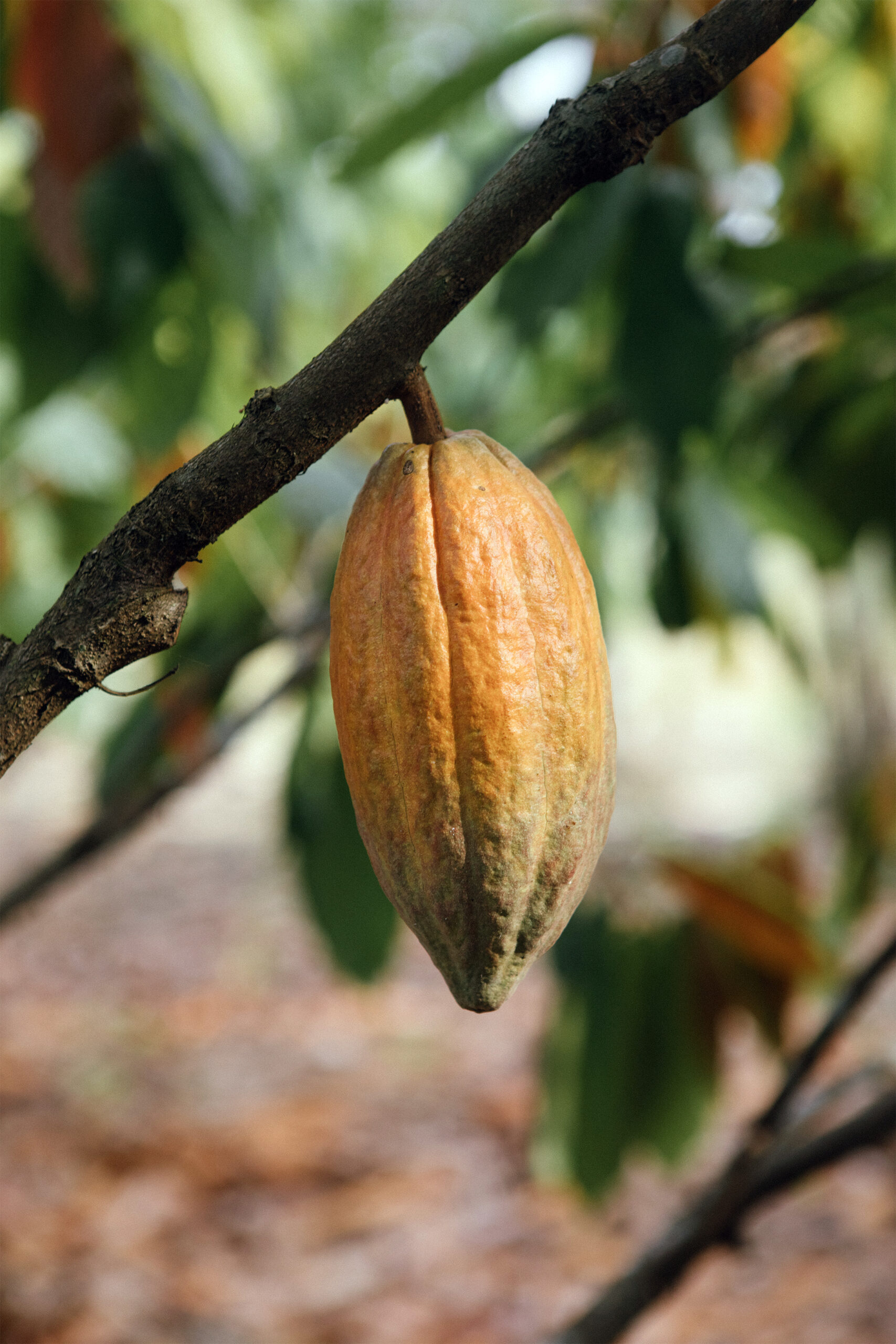 DISIDENTE Y ACCIÓN CONTRA EL HAMBRE SE UNEN PARA FORTALECER LOS TERRITORIOS EN COLOMBIA CON CACAO DE ESPECIALIDAD